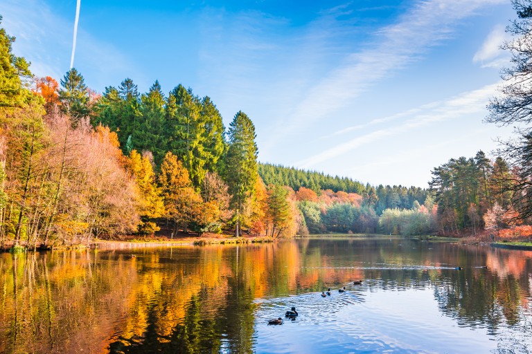 10 Top Reasons to move to the Forest of Dean