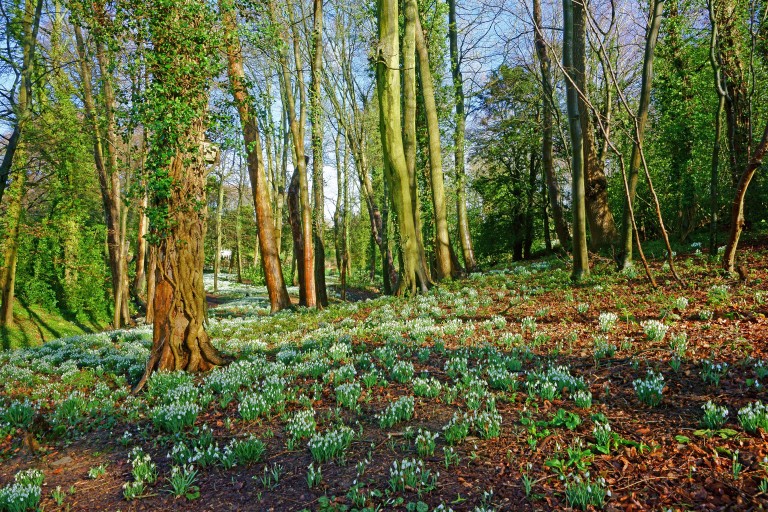 In the Garden - February